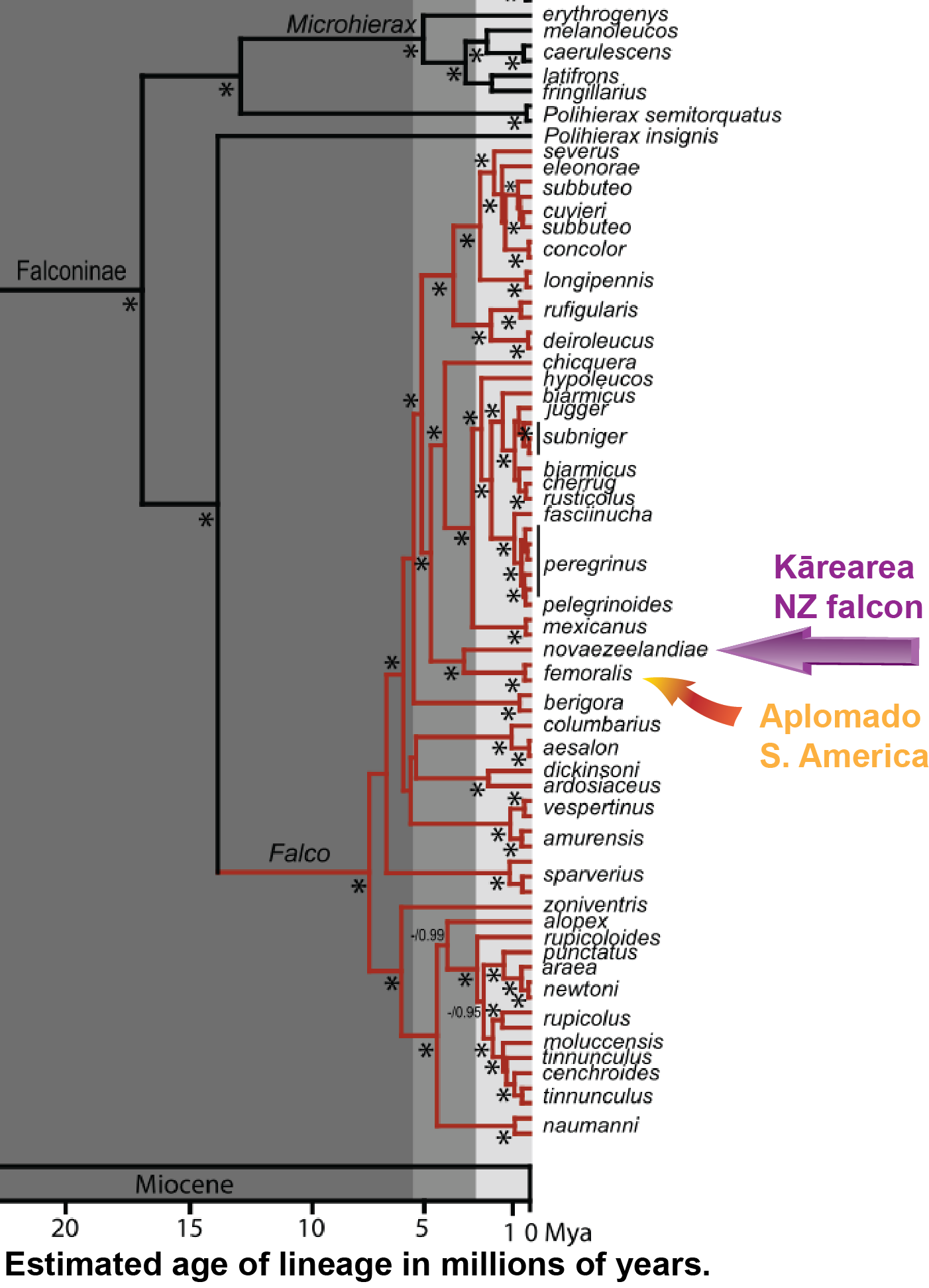 falcon phylogeny